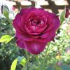 Rose Intrigue #3 - Image 2